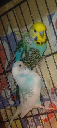 Image 9 of Budgies for sale liverpool