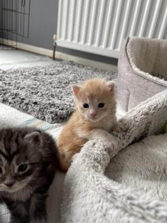 Image 15 of Maine Coon Ginger kittens ( 2 boys)