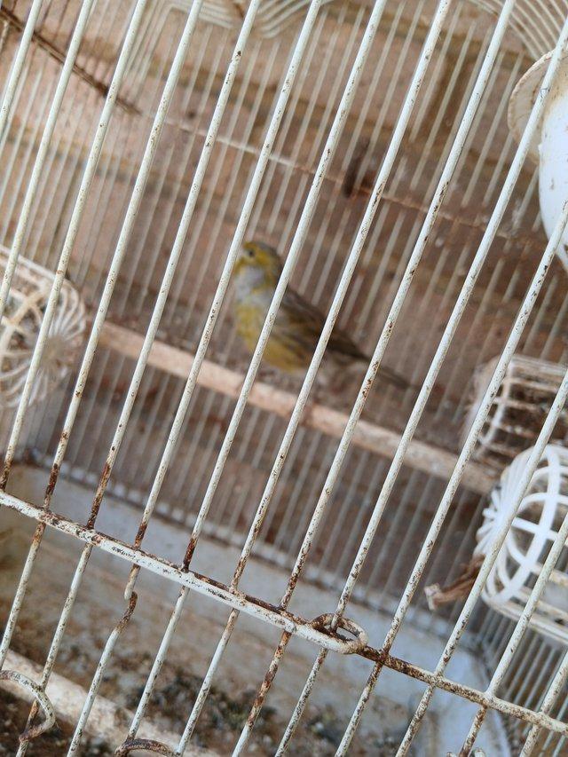 Canary boy and girl £30 each