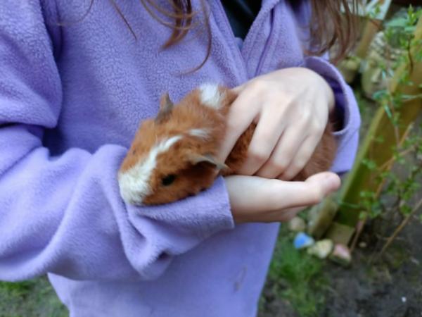 Image 3 of Babay Guinea Pigs for Sale in Worthing 3x girls 3x boys