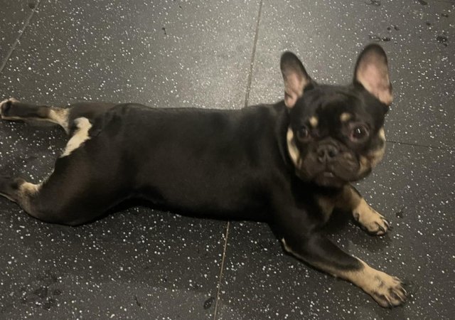 Image 1 of French bull dog to be rehomed