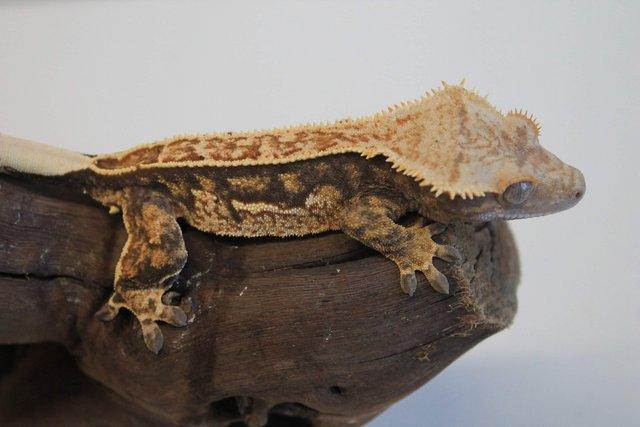 Image 15 of Crested geckos males and females