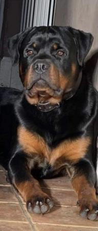 Image 5 of Rottweiler puppy chunky girl ready for her forever home
