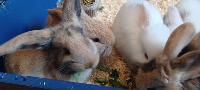 Image 1 of 7.5 weeks mini lop bunnies