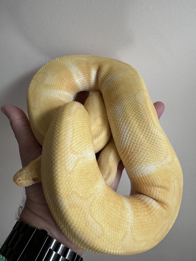 Preview of the first image of ball pythons male and female morphs.