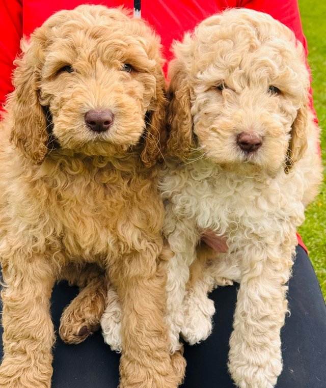 Preview of the first image of STUNNING DOUBLE DOODLES COCKAPOO X LABRADOODLE.