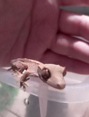 Image 5 of Crested Gecko for sale £40 no offers.