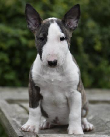 Image 12 of Top class english bull terrier puppies