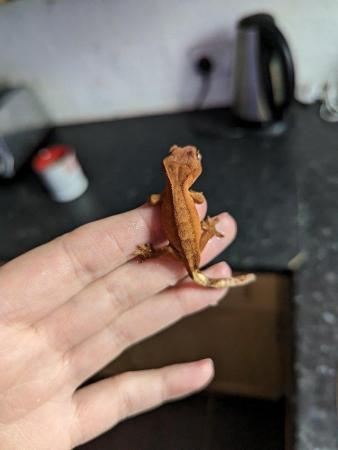 Image 23 of baby crested Geckos for sale..