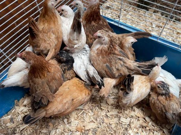 Image 2 of Serama chicks, lots of colours, various ages/prices