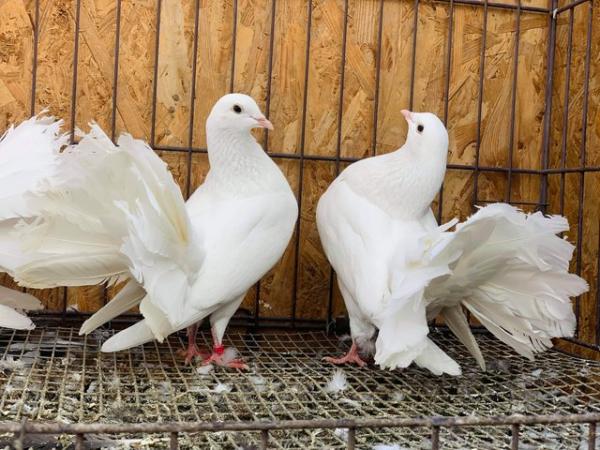 Image 2 of PURE WHITE GARDEN FANTAIL DOVES FOR SALE