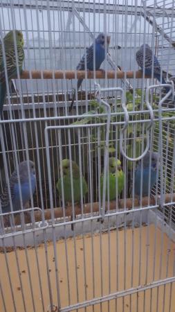 Image 3 of 7   x3mth old budgies for sale ..£35 for all