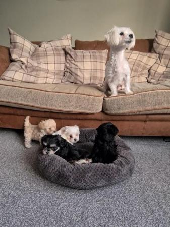 Image 3 of Beautiful Maltese x Russian toy terrier puppies