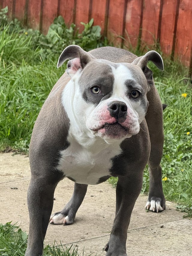 Preview of the first image of Old English Bulldog. Bitch. 14 month old..