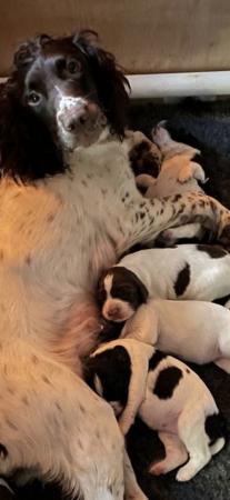 Image 7 of Springer spaniel puppies
