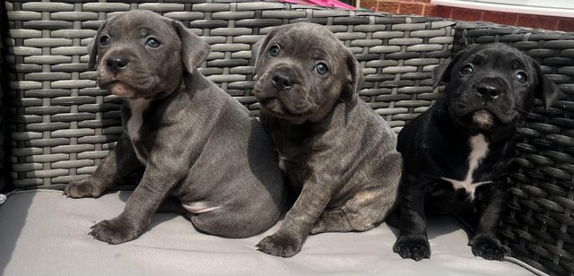 Image 5 of Staffie pups for sale 7 weeks old microchipped fleed wormed