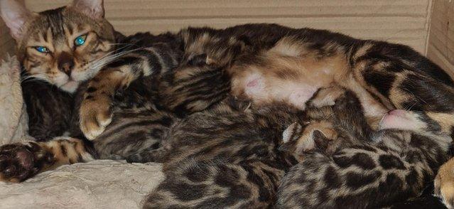 Image 2 of Exceptional Bengal Kittens