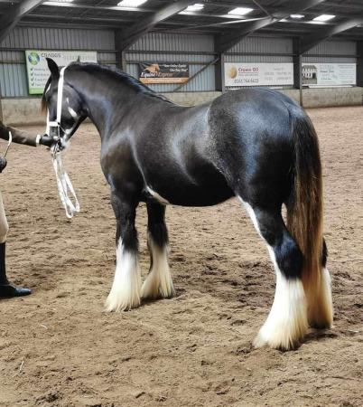 Image 3 of Traditional gypsy cob filly