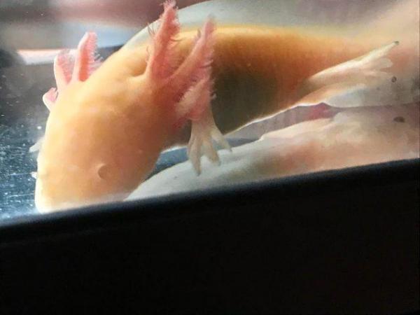 Image 5 of X1 AXOLOTL, Wild available only, heathy, 1 year old, 3 left