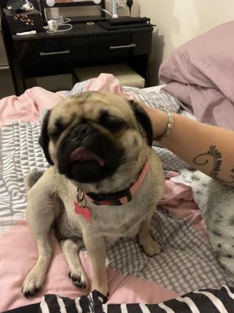 Image 6 of 3 year old female & 2 year old male pugs for sale
