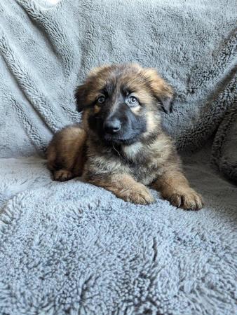 Image 10 of Sable Health Tested Straight Backed GSD Puppies