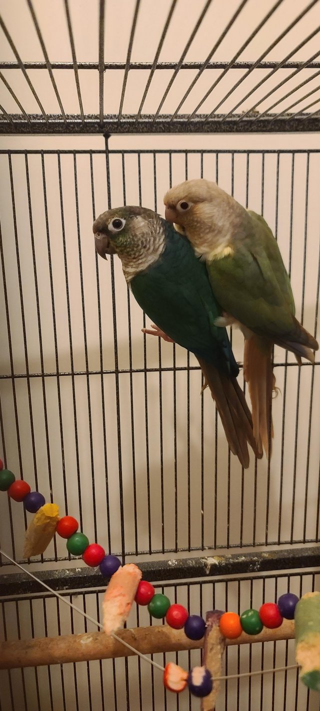 Preview of the first image of 1 year old pair of Green Conures semi tamed.