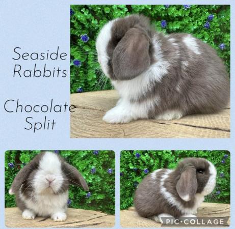 Image 6 of Stunning mini lops available to reserve