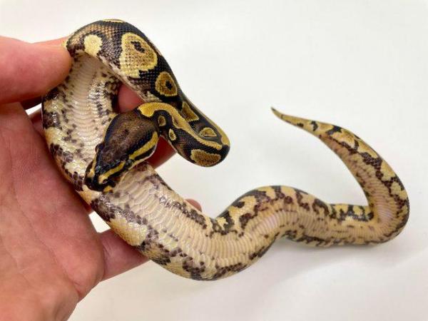 Image 2 of Female yellow belly 100% dh pied ghost/hypo