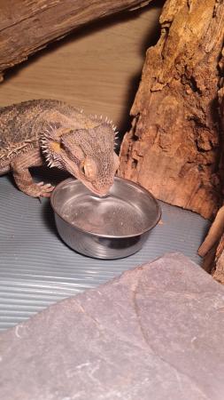 Image 2 of 3 year old bearded dragon