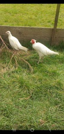 Image 1 of White pheasant breeding pair