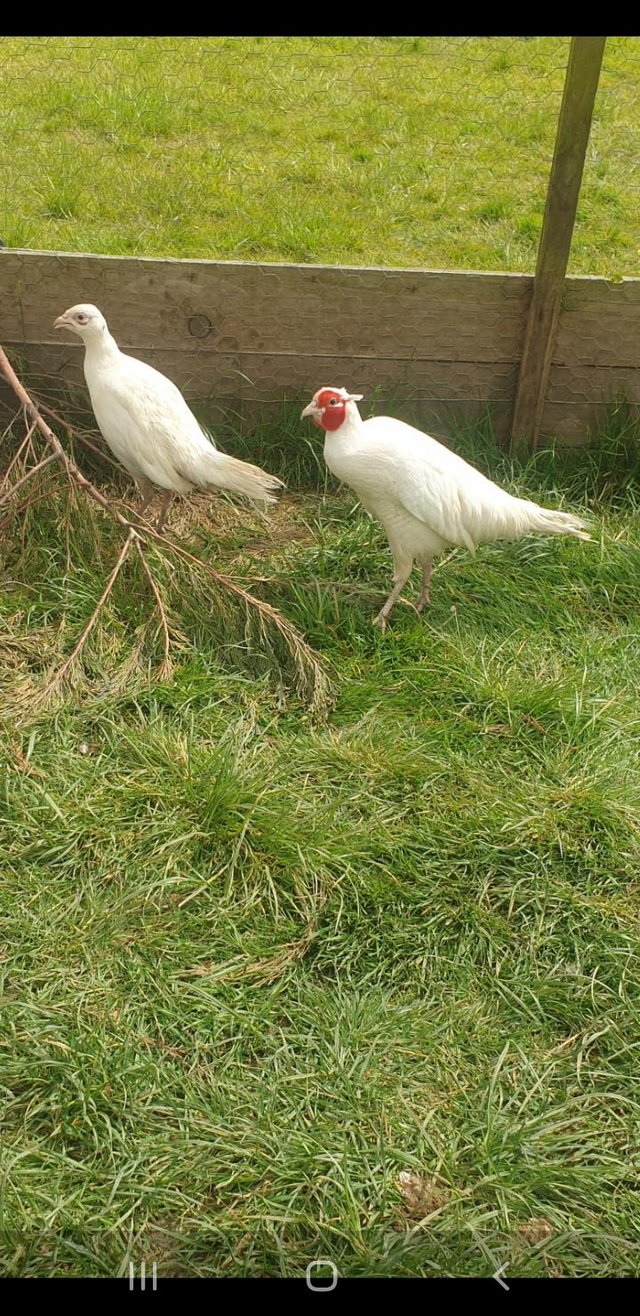 Preview of the first image of White pheasant breeding pair.