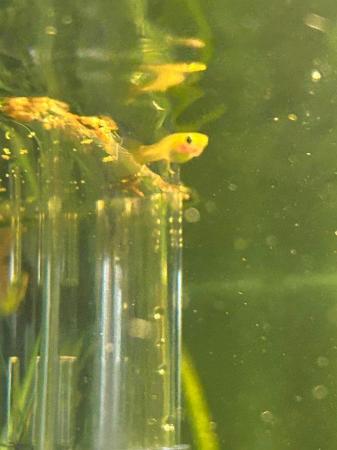 Image 4 of Guppy juveniles for sale very healthy