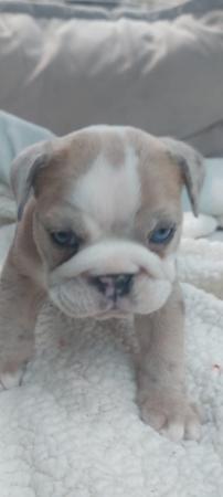 Image 4 of Bulldog puppies for sale