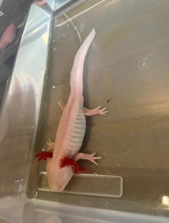 Image 4 of 20-30cm Melanoid Albino Axolotl Male