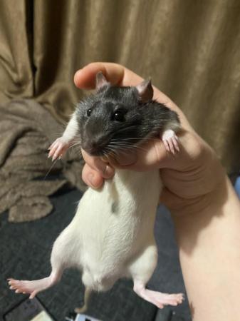 Image 3 of 9 weeks old baby rats for sale, handled since birth