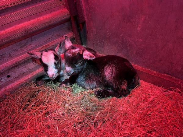 Image 2 of Wether Pygmy goats for sale