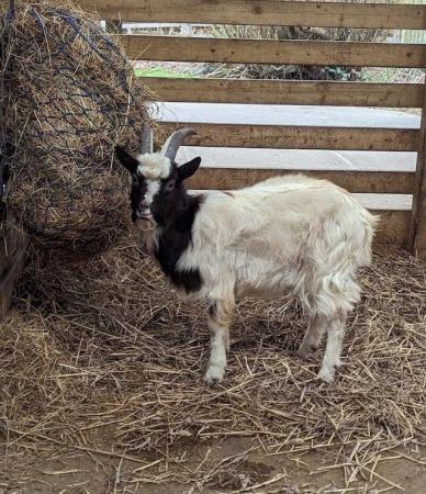 Image 1 of Yearling Bagot goat wethers for sale, friendly and tame