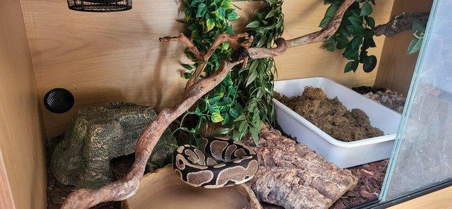 Adult Royal Python + 4ft viv setup