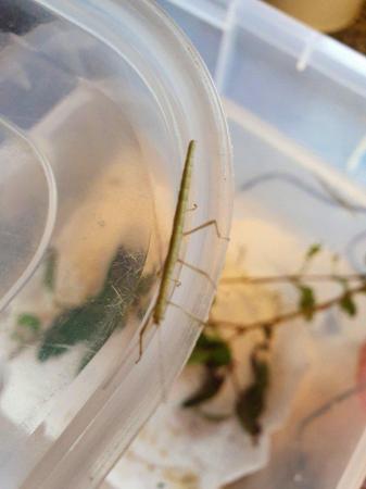 Image 6 of Indian stick insect nymphs for sale