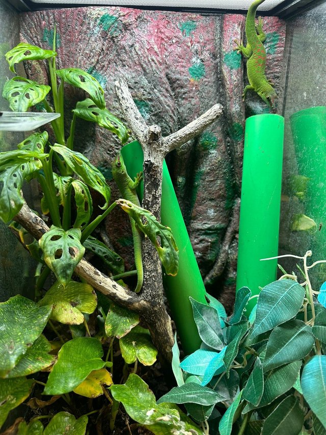 Preview of the first image of Phelsuma Grandis (Madagascan day gecko) 6 months old.