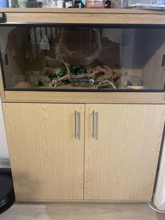 Image 5 of Leopard Gecko for sale with full set up and storage cabinet