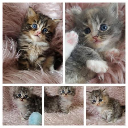 Image 2 of Chinchilla Persian x turkish calico kittens 1 girl left
