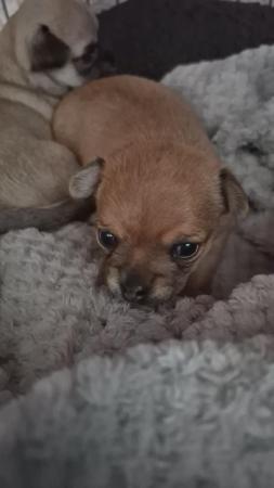 Image 20 of STUNNINGFemale Apple Head Chihuahua For Sale
