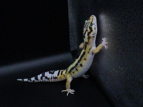 Image 7 of Leopard gecko (Bold bandit) (poss hets below) hatch 4/8/23