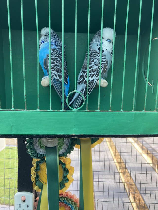 Preview of the first image of Breeding pair of show budgies.