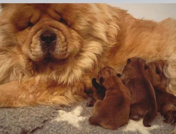 Image 2 of Kc reg chow chow boys “Red” quality babies