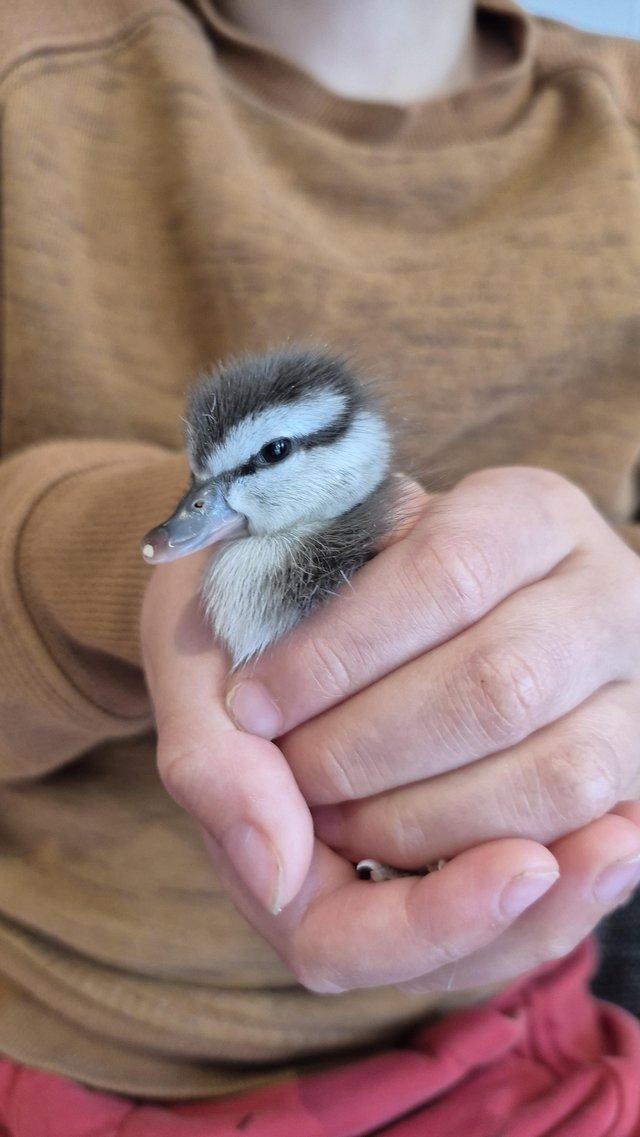 Friendly Ringed Teal Ducklings — photo 3 of 4