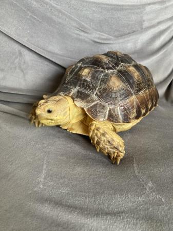 Image 2 of 3 year old Sulcata Tortoise