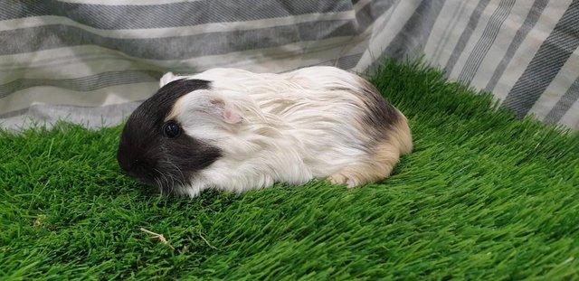 Image 3 of Lovely Bonded Male Guinea Pigs Various Breeds