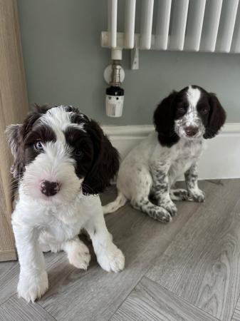 Image 8 of Springer / cockerpoo puppies for sale TWO BOY’S REMAINING
